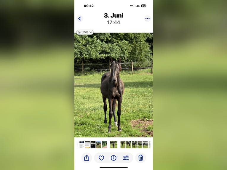 Caballo de deporte alemán Yegua 1 año Negro in Heiligengrabe OT Grabow