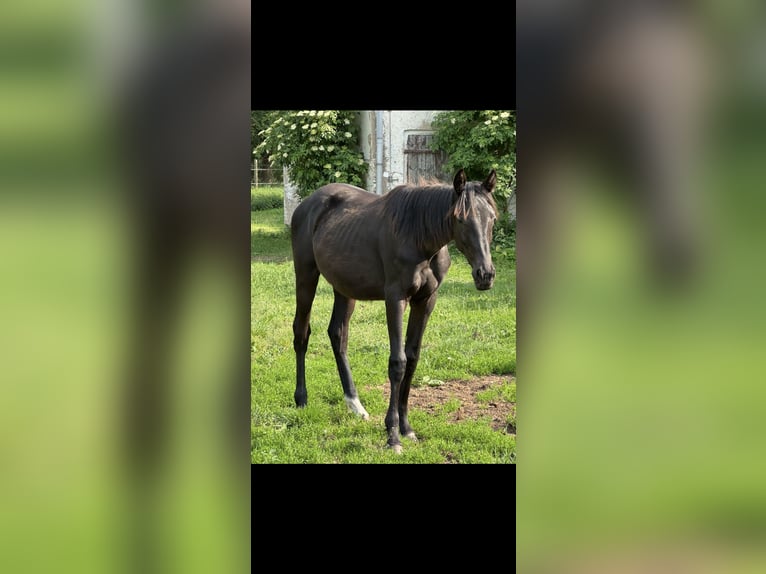 Caballo de deporte alemán Yegua 1 año Negro in Heiligengrabe OT Grabow