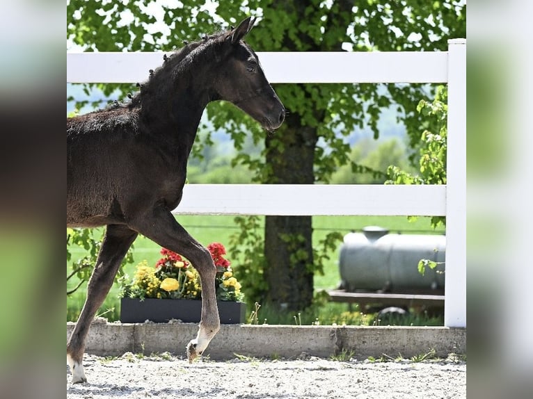 Caballo de deporte alemán Yegua 1 año Negro in Niederstetten
