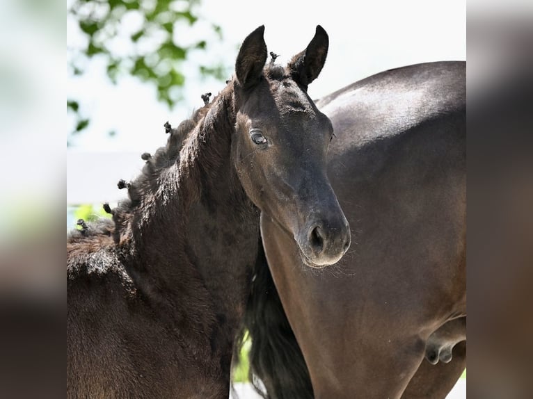 Caballo de deporte alemán Yegua 1 año Negro in Niederstetten