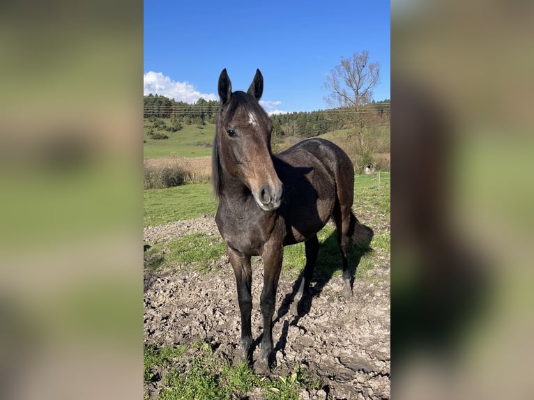 Caballo de deporte alemán Yegua 1 año Tordo in Empfingen