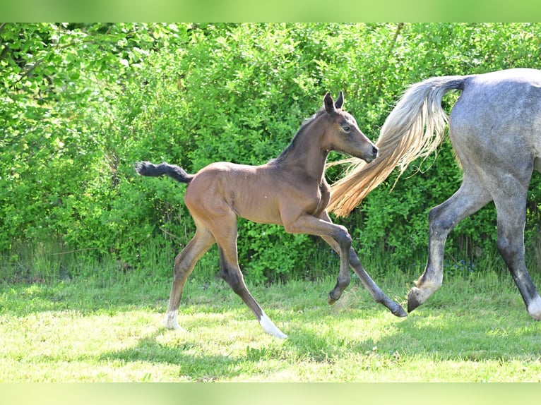 Caballo de deporte alemán Yegua 1 año Tordo in Schönwalde-Glien