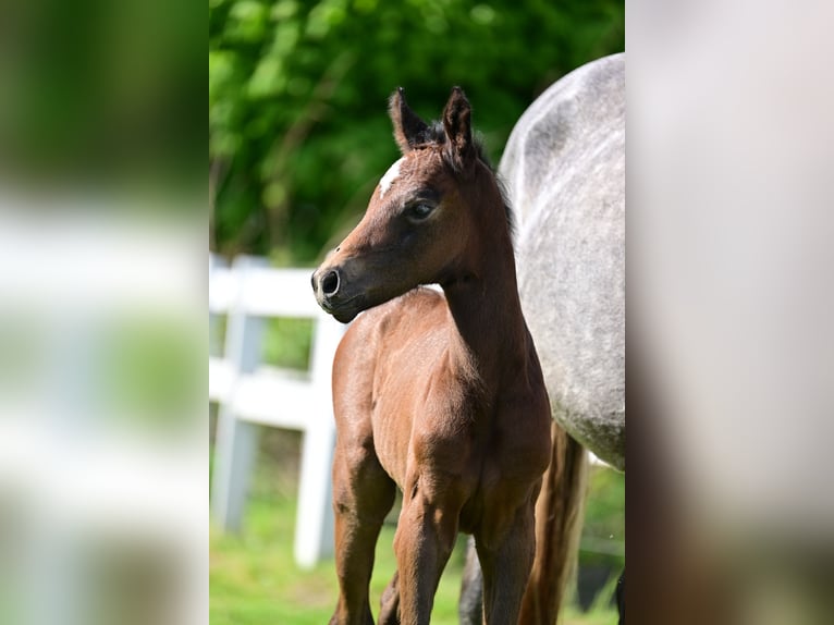 Caballo de deporte alemán Yegua 1 año Tordo in Schönwalde-Glien