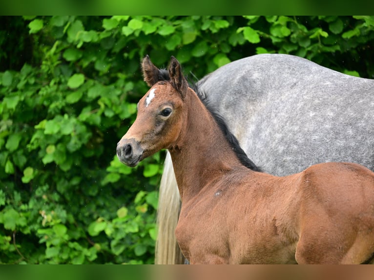 Caballo de deporte alemán Yegua 1 año Tordo in Schönwalde-Glien