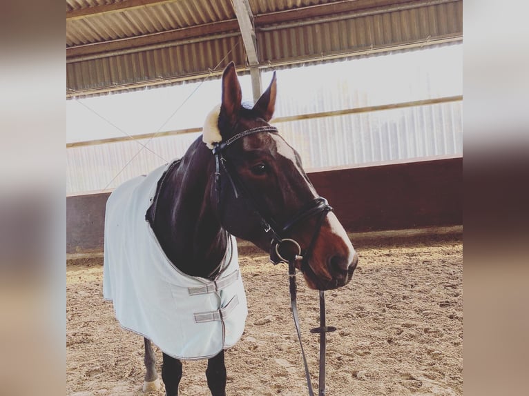 Caballo de deporte alemán Yegua 20 años 168 cm Castaño in Osnabrück