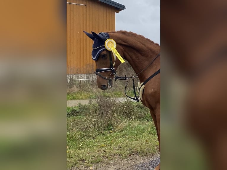 Caballo de deporte alemán Yegua 20 años 175 cm Alazán in Weiden