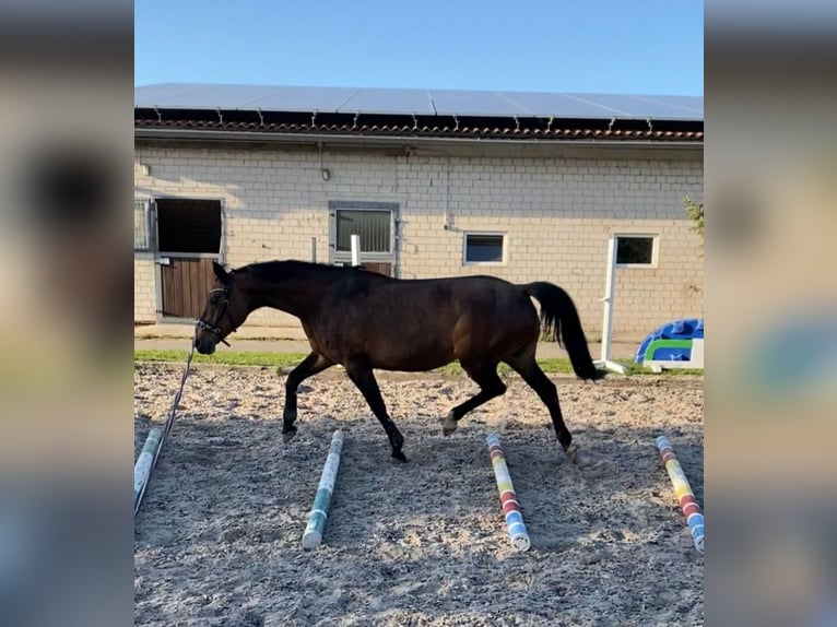 Caballo de deporte alemán Yegua 20 años Castaño in Neverin