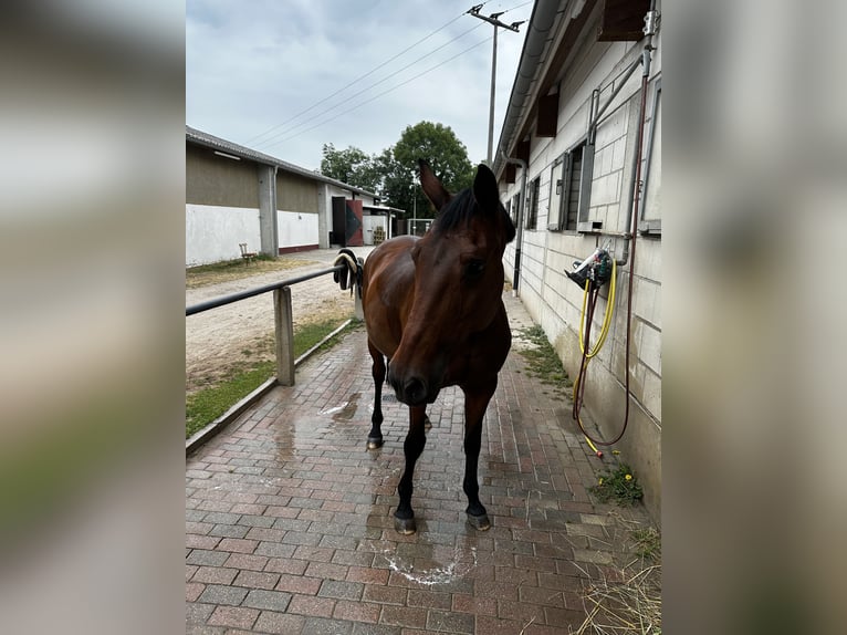 Caballo de deporte alemán Yegua 21 años 164 cm Castaño in Neuhofen