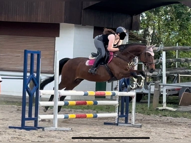 Caballo de deporte alemán Yegua 21 años 164 cm Castaño in Neuhofen