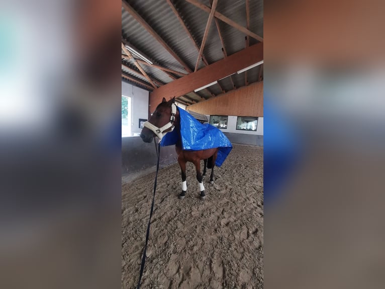 Caballo de deporte alemán Yegua 21 años 164 cm Castaño in Neuhofen