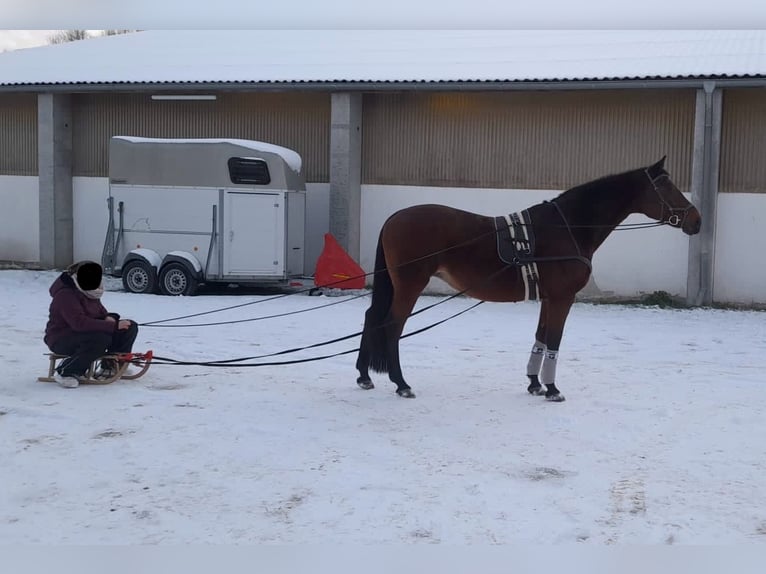 Caballo de deporte alemán Yegua 21 años 164 cm Castaño in Neuhofen