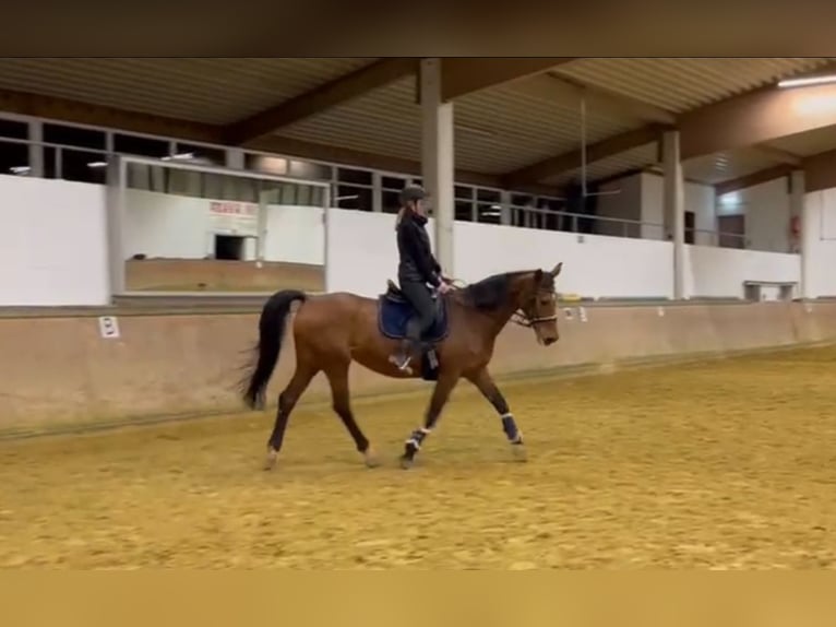 Caballo de deporte alemán Yegua 21 años 168 cm Castaño in Bedburg-Hau