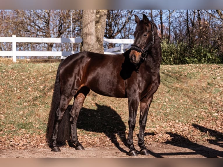 Caballo de deporte alemán Yegua 21 años 170 cm Castaño oscuro in Ditzingen
