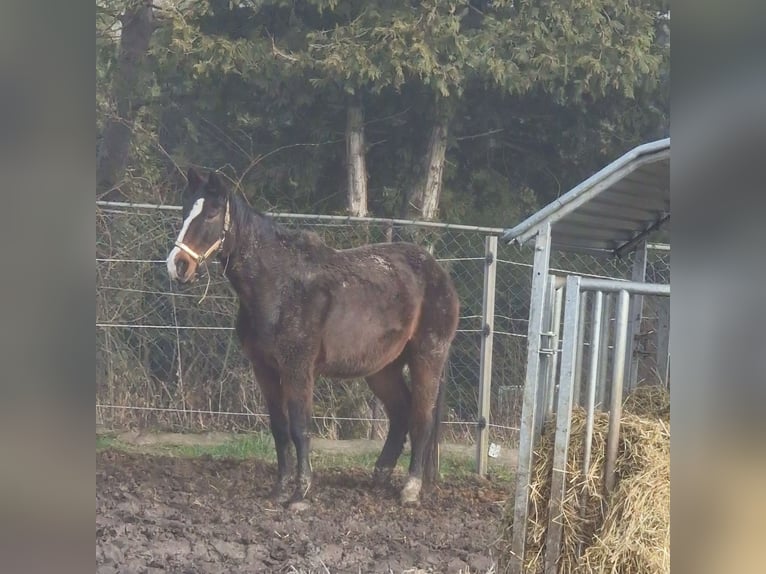 Caballo de deporte alemán Yegua 24 años 163 cm Castaño in Haus Zeitz