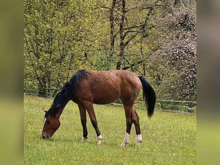 Caballo de deporte alemán Yegua 2 años 154 cm Castaño in Rosenkopf