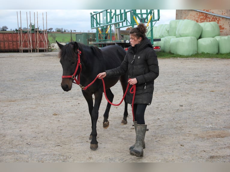 Caballo de deporte alemán Mestizo Yegua 2 años 155 cm Castaño oscuro in Buchen (Odenwald)