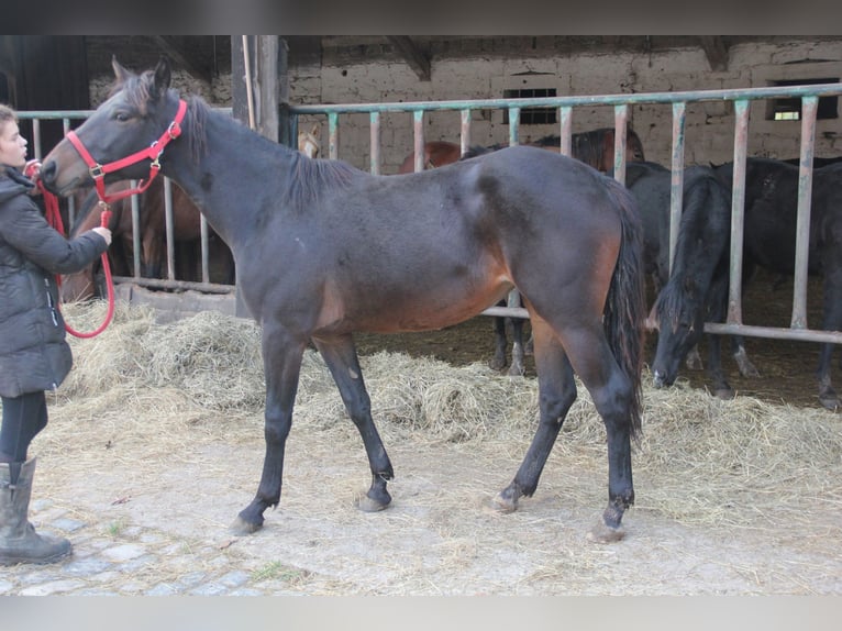 Caballo de deporte alemán Mestizo Yegua 2 años 155 cm Castaño oscuro in Buchen (Odenwald)