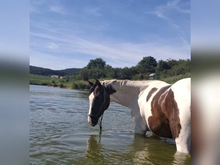 Caballo de deporte alemán Yegua 2 años 155 cm Pío in Oppurg