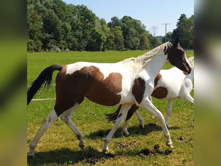 Caballo de deporte alemán Yegua 2 años 155 cm Pío in Oppurg