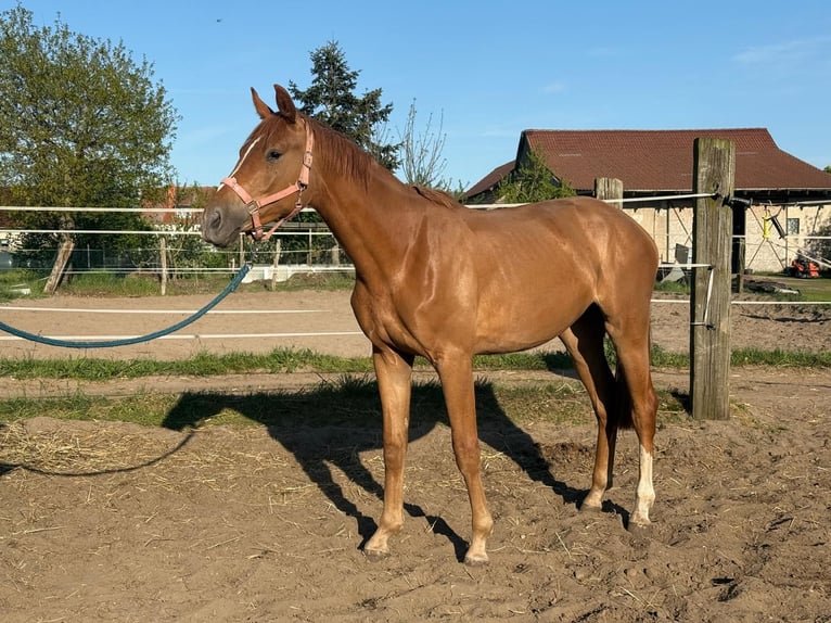 Caballo de deporte alemán Yegua 2 años 160 cm Alazán in Wulkow