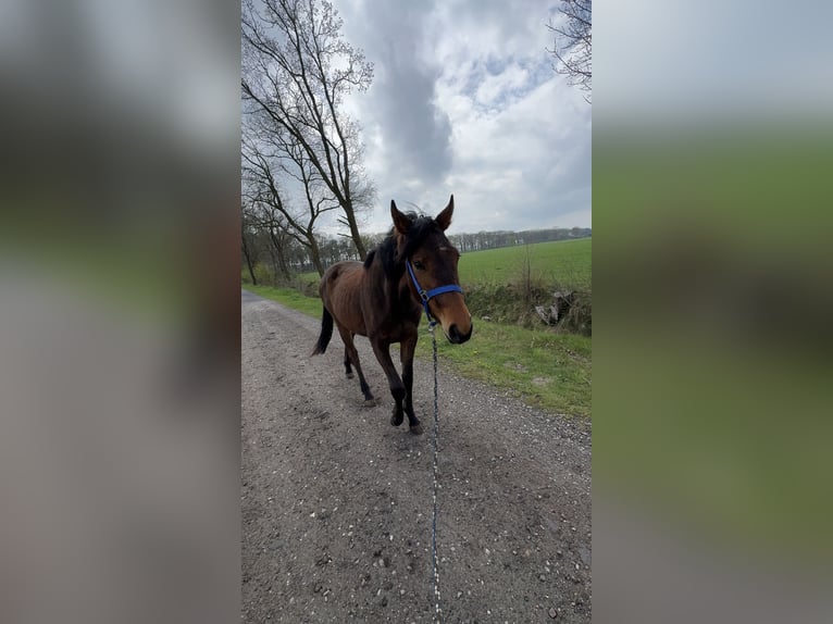 Caballo de deporte alemán Yegua 2 años 160 cm Castaño oscuro in Oldendorf