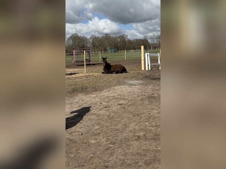 Caballo de deporte alemán Yegua 2 años 160 cm Castaño oscuro in Oldendorf