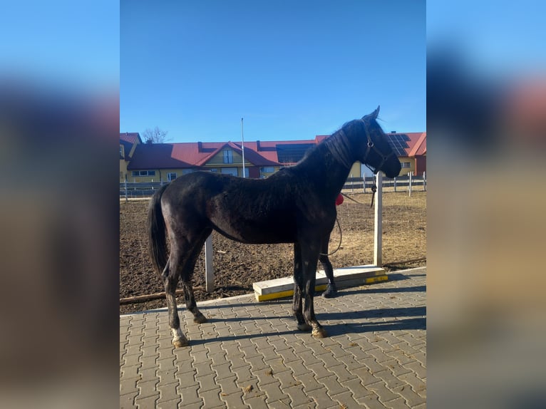 Caballo de deporte alemán Yegua 2 años 160 cm Negro in Sandomierz