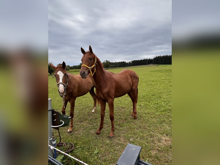 Caballo de deporte alemán Yegua 2 años 162 cm Alazán in Taufkirchen (Vils)