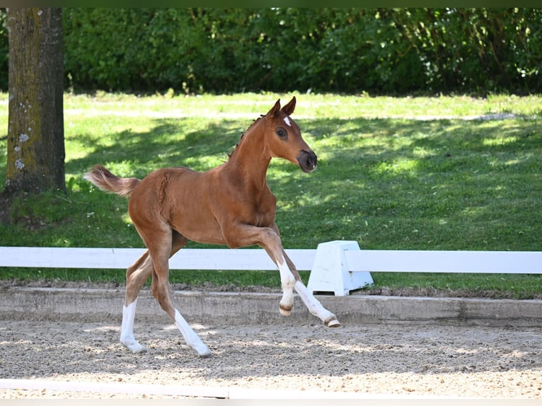 Caballo de deporte alemán Yegua 2 años 162 cm Alazán in Taufkirchen (Vils)