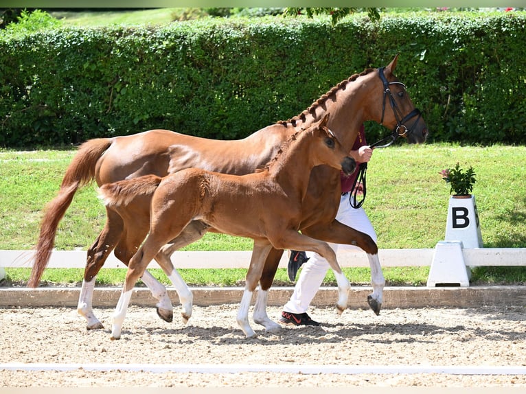Caballo de deporte alemán Yegua 2 años 162 cm Alazán in Taufkirchen (Vils)
