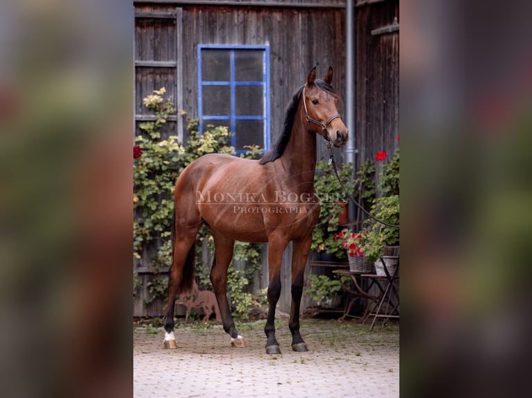 Caballo de deporte alemán Yegua 2 años 162 cm Castaño in Laaber