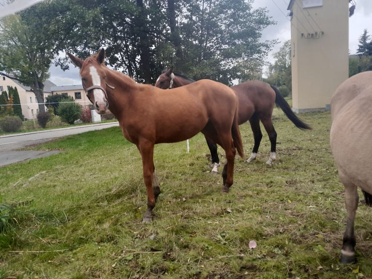 Caballo de deporte alemán Yegua 2 años 163 cm Alazán in Großhartmannsdorf