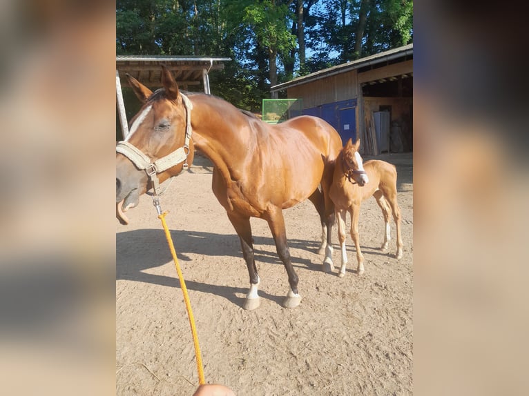 Caballo de deporte alemán Yegua 2 años 163 cm Alazán in Großhartmannsdorf