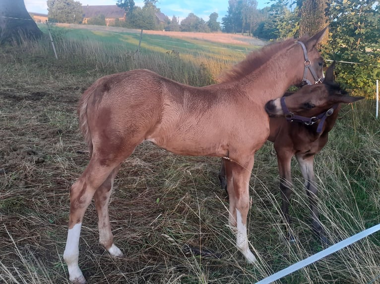 Caballo de deporte alemán Yegua 2 años 163 cm Alazán in Großhartmannsdorf