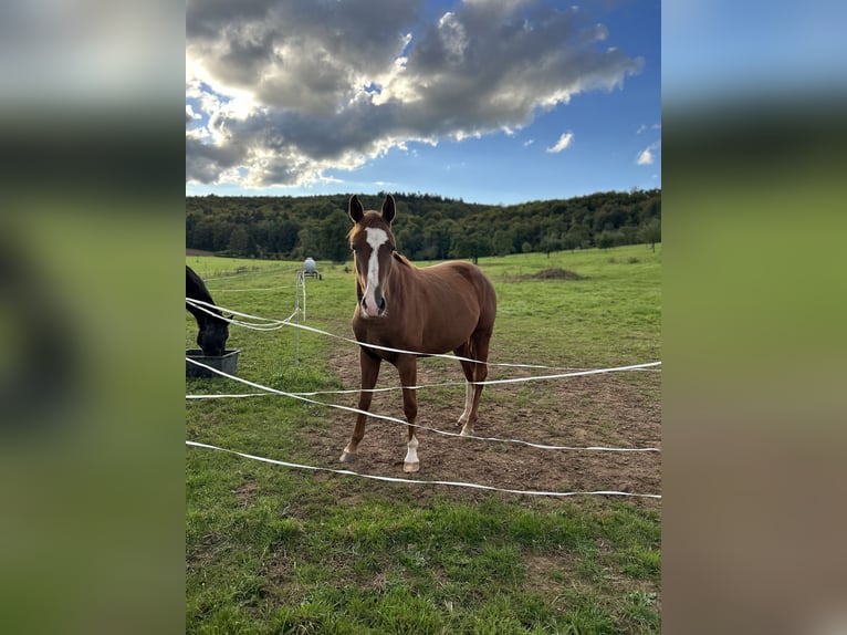 Caballo de deporte alemán Yegua 2 años 165 cm Alazán in Erlensee