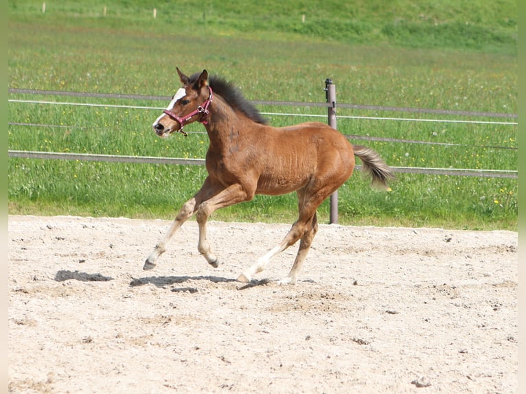 Caballo de deporte alemán Yegua 2 años 165 cm Castaño in Titisee-Neustadt