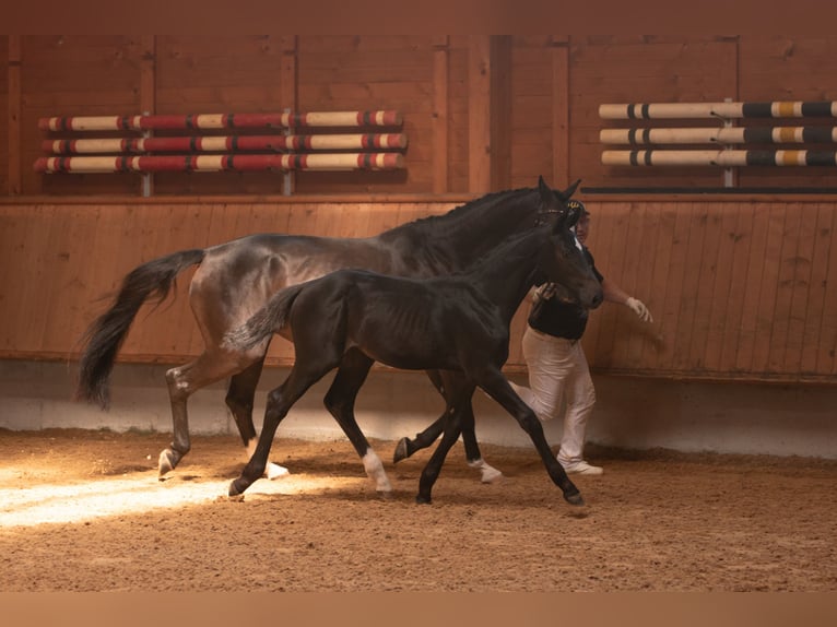 Caballo de deporte alemán Yegua 2 años 165 cm Castaño oscuro in Kißlegg