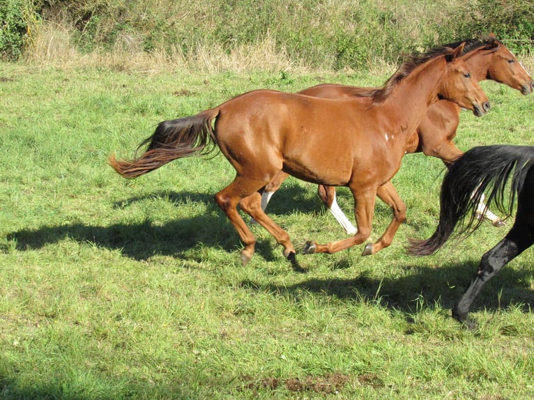 Caballo de deporte alemán Yegua 2 años 168 cm Alazán in Querfurt