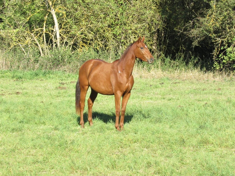 Caballo de deporte alemán Yegua 2 años 168 cm Alazán in Querfurt