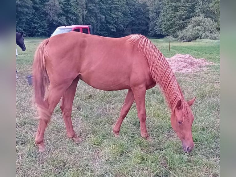 Caballo de deporte alemán Yegua 2 años 168 cm Alazán in Milower Land