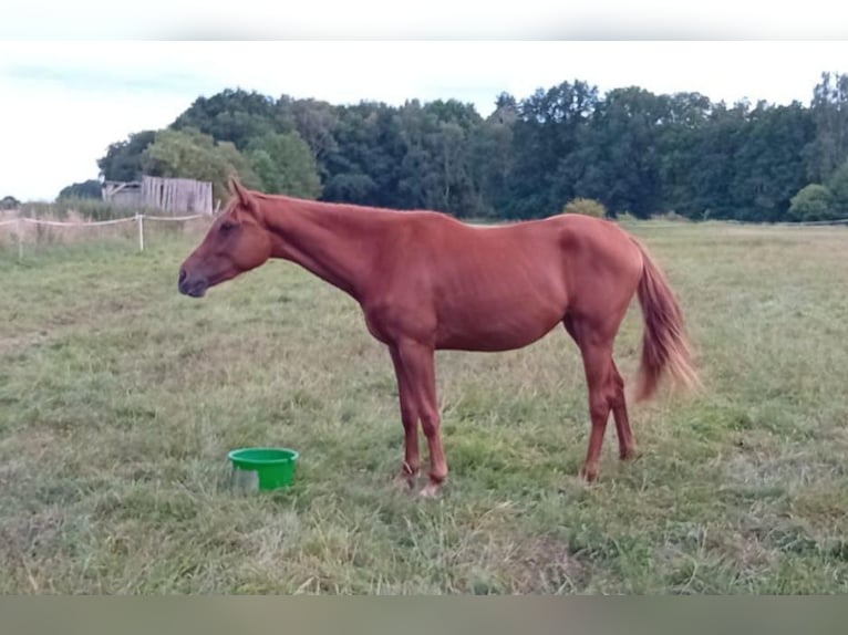 Caballo de deporte alemán Yegua 2 años 168 cm Alazán in Milower Land