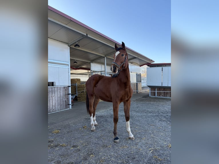 Caballo de deporte alemán Yegua 2 años 168 cm in Biberach an der Riß Bergerhausen