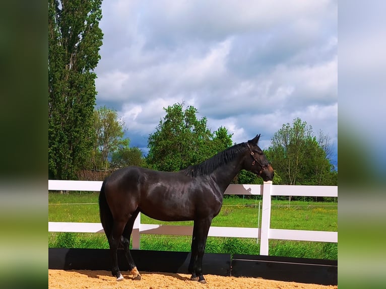 Caballo de deporte alemán Yegua 2 años 168 cm Musgo in Burgbernheim