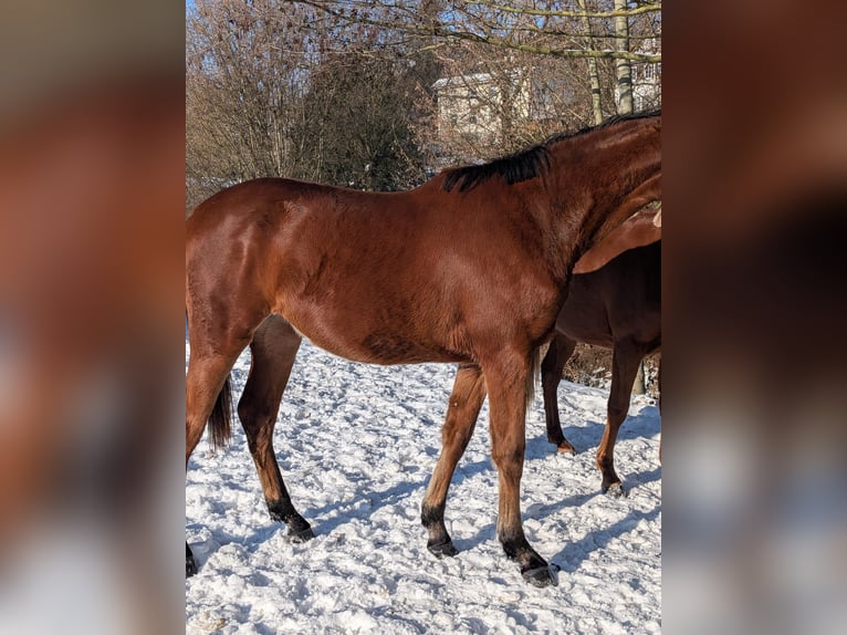 Caballo de deporte alemán Yegua 2 años 170 cm Castaño in Bad Sulza