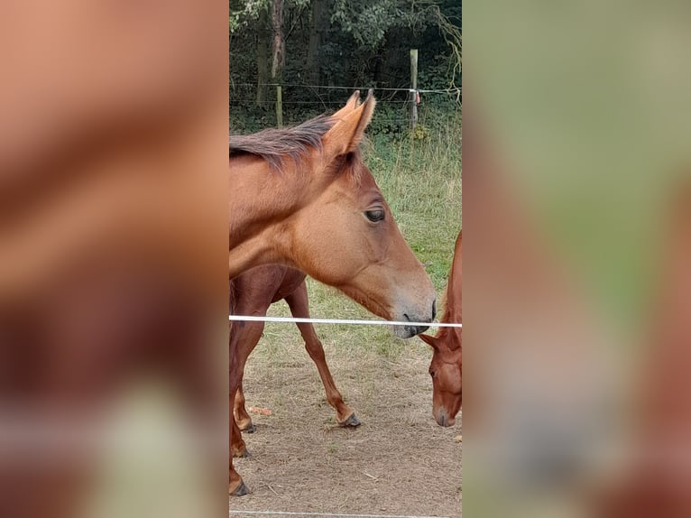 Caballo de deporte alemán Yegua 2 años 170 cm Castaño in Bad Sulza