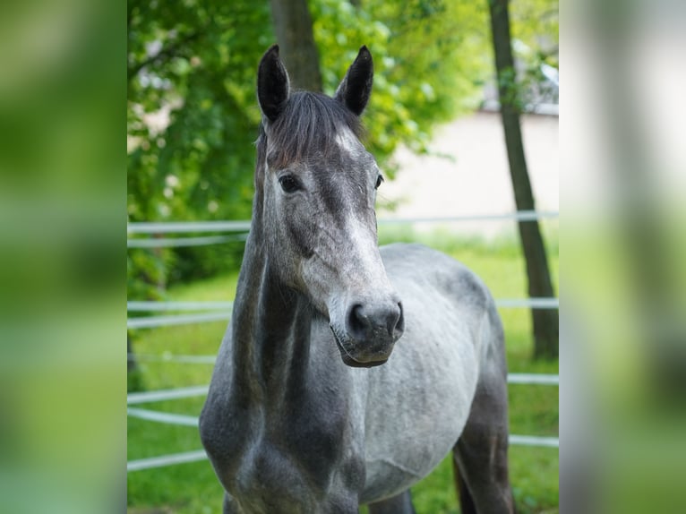 Caballo de deporte alemán Yegua 2 años 170 cm Musgo in Großpösna