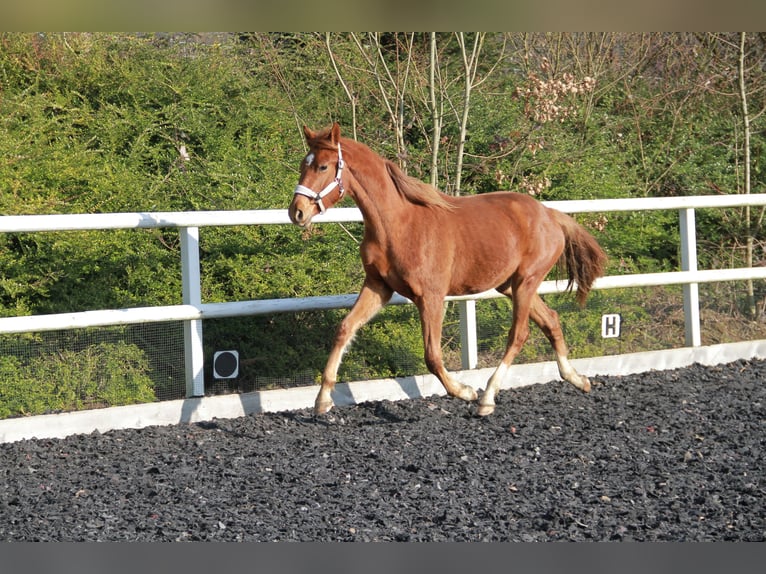 Caballo de deporte alemán Yegua 2 años 172 cm Alazán-tostado in Neckargemünd