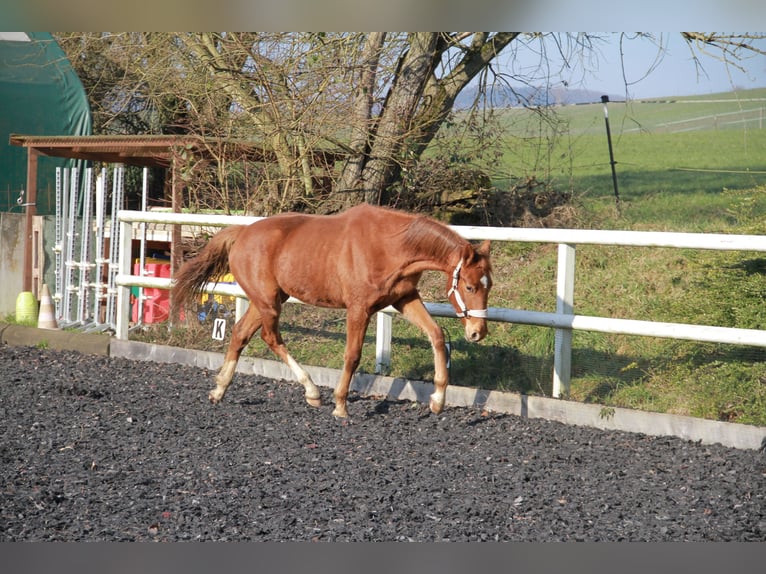 Caballo de deporte alemán Yegua 2 años 172 cm Alazán-tostado in Neckargemünd