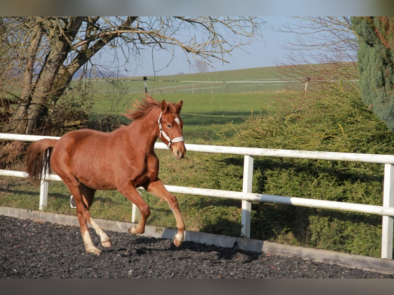 Caballo de deporte alemán Yegua 2 años 172 cm Alazán-tostado in Neckargemünd