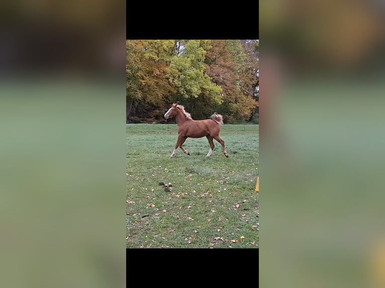 Caballo de deporte alemán Yegua 2 años 172 cm in Zett